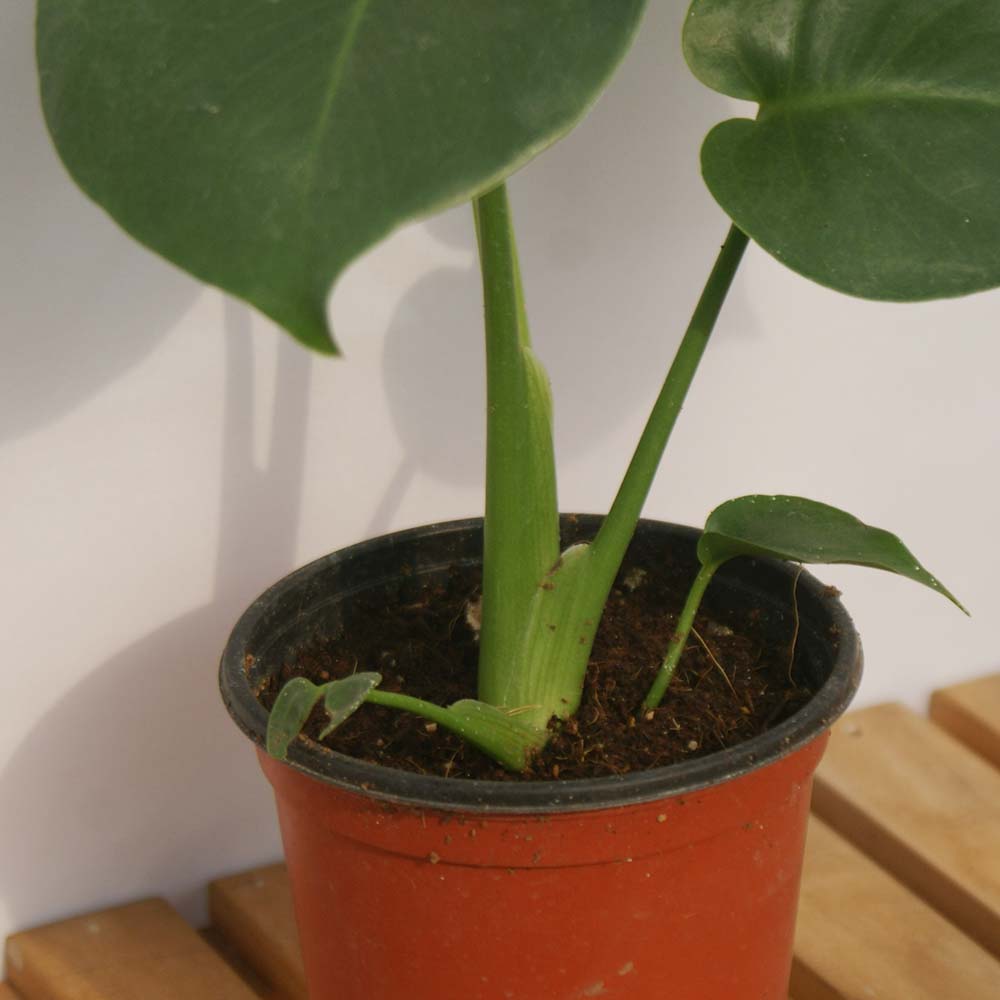 몬스테라 소형 잎 모종 실내 공기정화 인테리어 거실 화분 식물