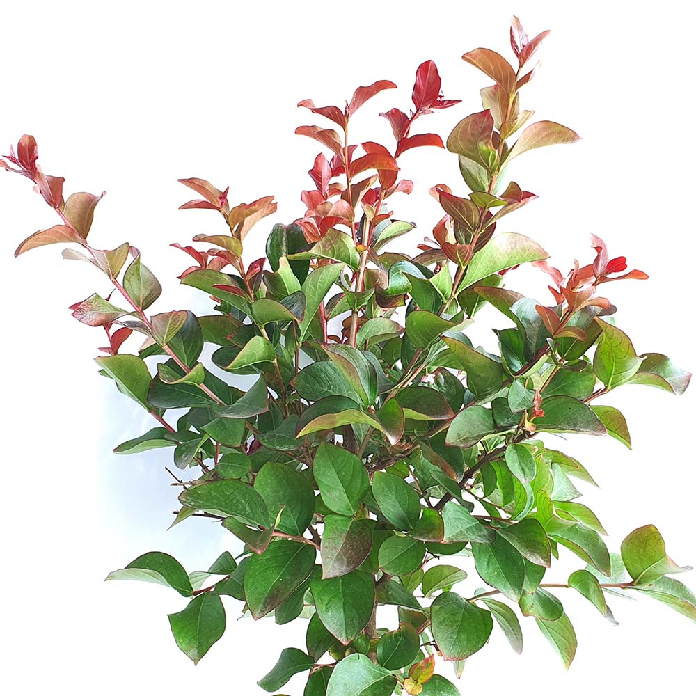 다이너마이트 배롱나무 붉은 꽃 목백일홍 묘목 화분 조경수 정원수