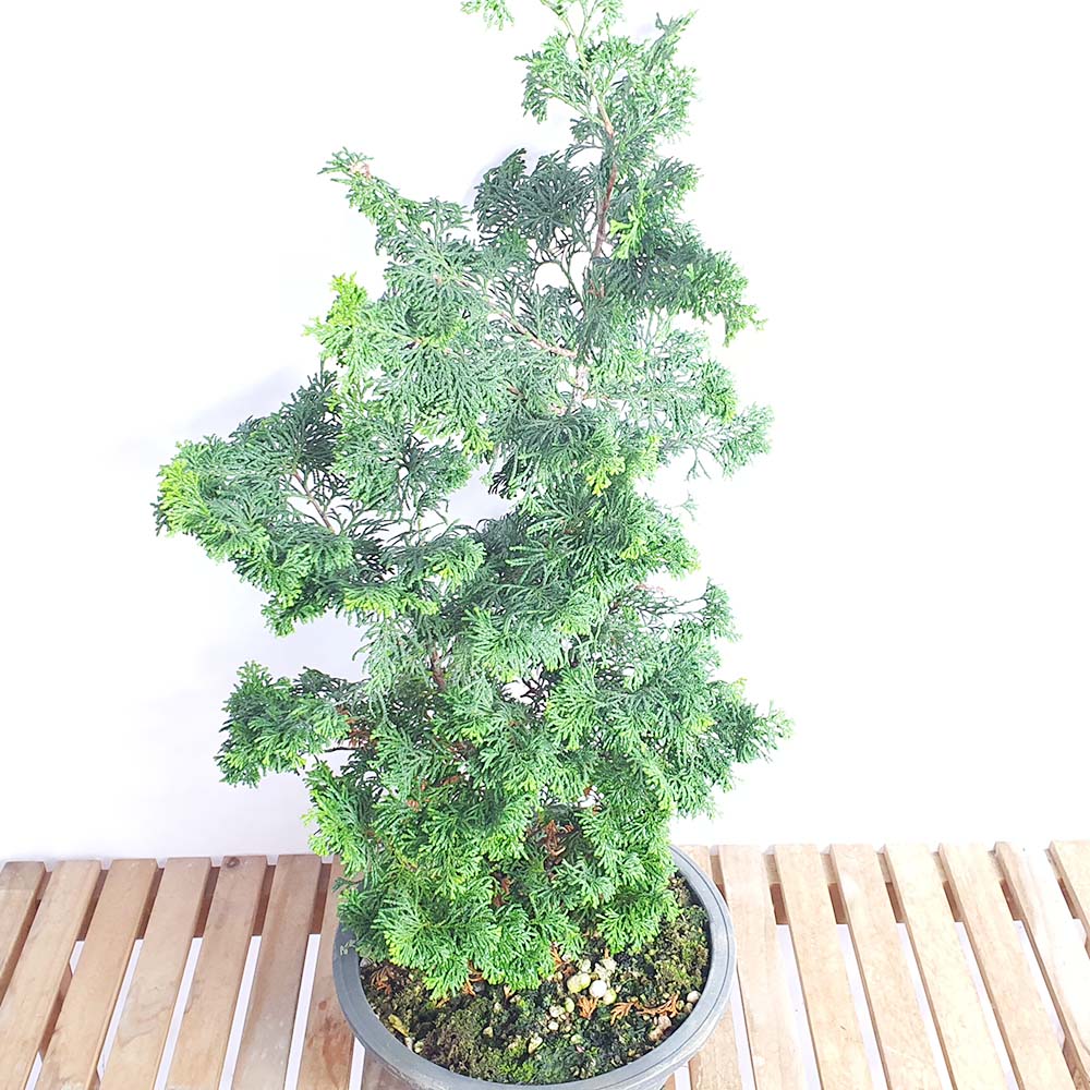 중형 진산회 편백나무