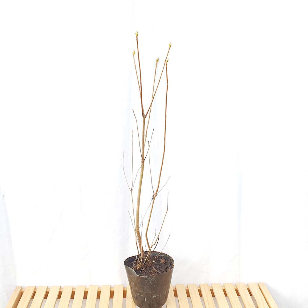 향기 진달래 꽃 철쭉 분재 나무 묘목 화분