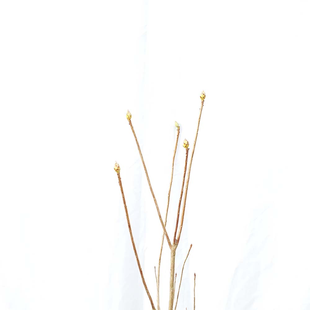 향기 진달래 꽃 철쭉 분재 나무 묘목 화분