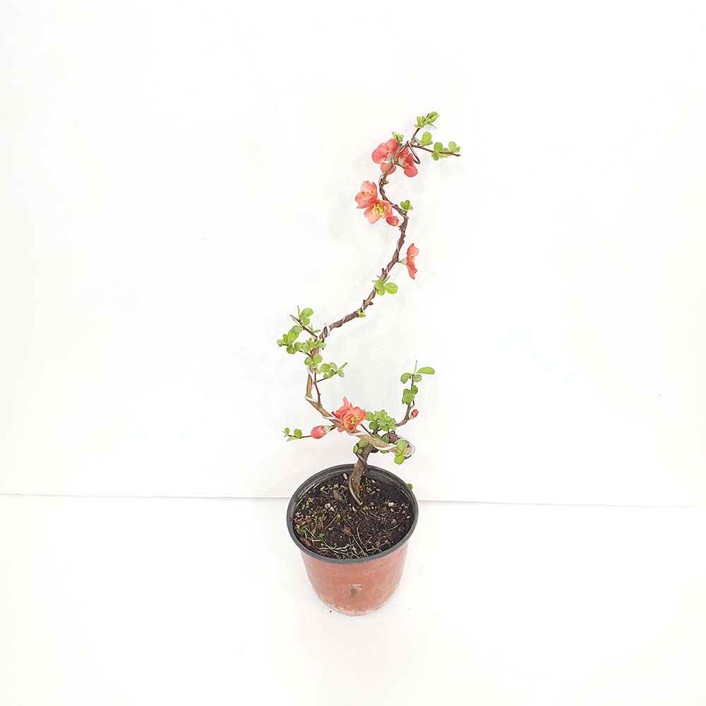 소형 홍 명자 나무 붉은꽃 빨간꽃 산당화 홍매 분재 화분 키우기