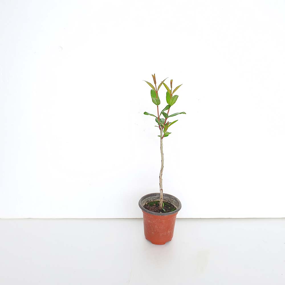 슈퍼 왕 열매 석류 나무 미니 묘목 식물 책상 인테리어 화분 꽃 키우기