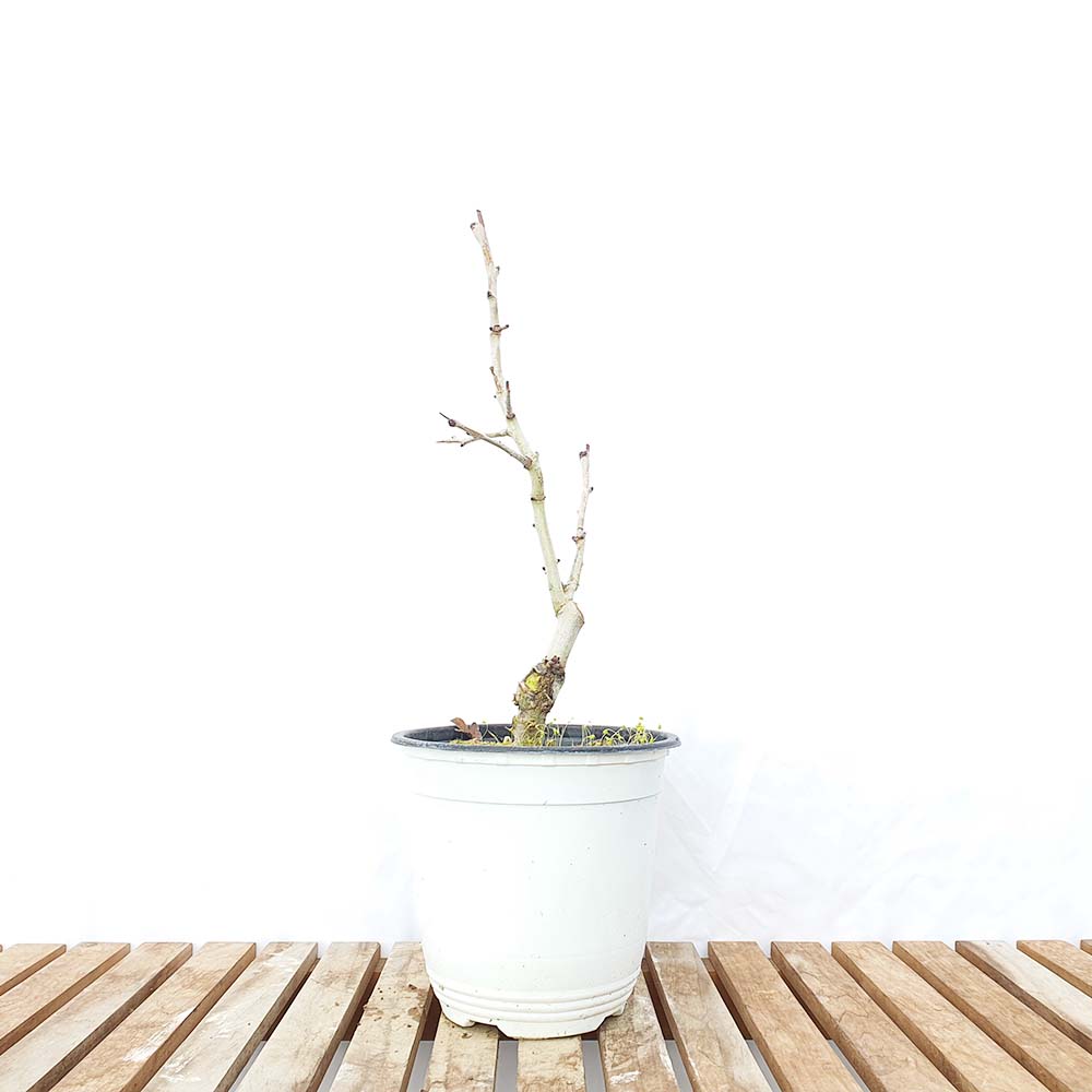 홍화 산사 나무 중형 포트 묘목 꽃 열매 분재 반려 식물 인테리어 화분
