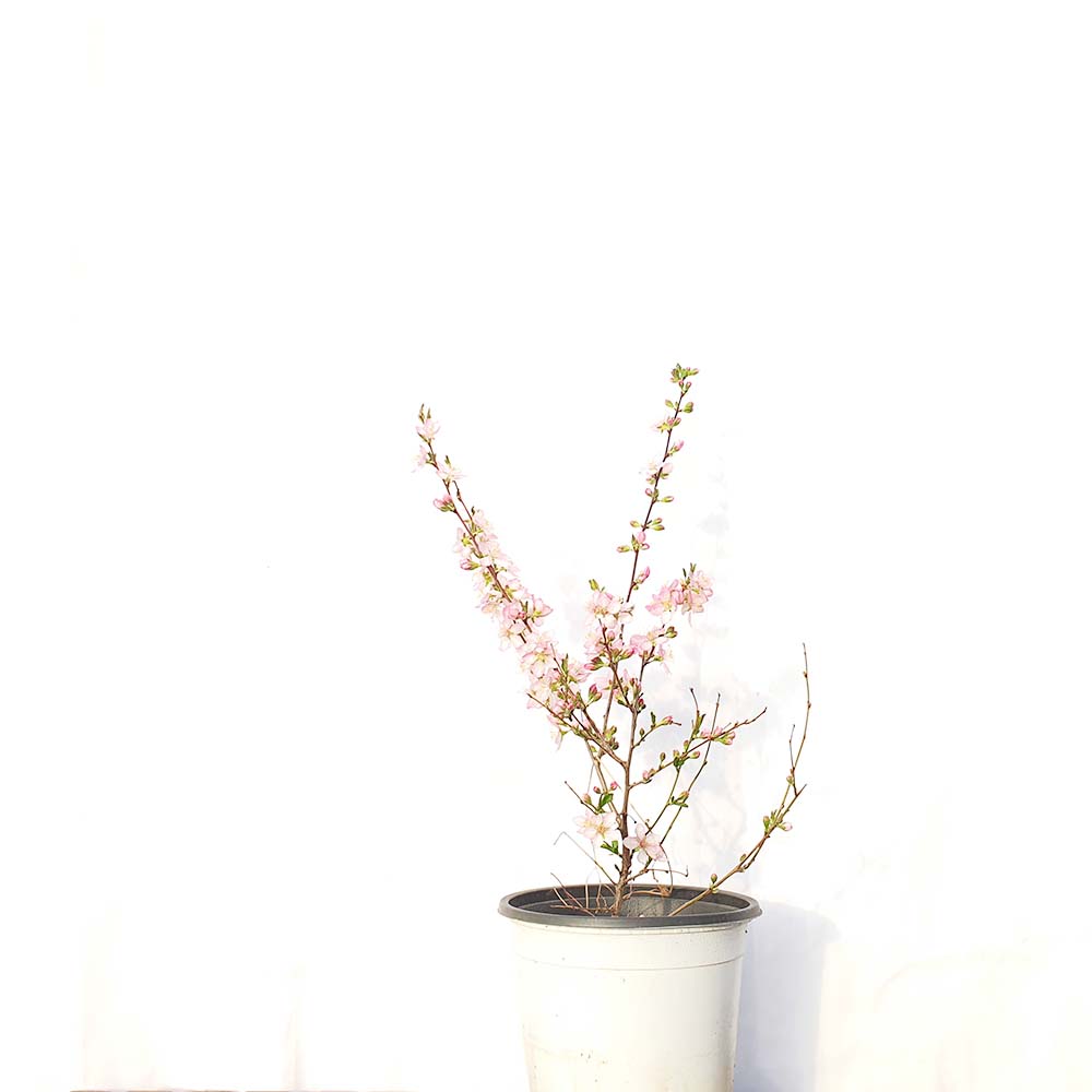 소형 산앵두 이스라지 나무 묘목 분재 분홍 꽃 열매 거실 인테리어 화분 키우기