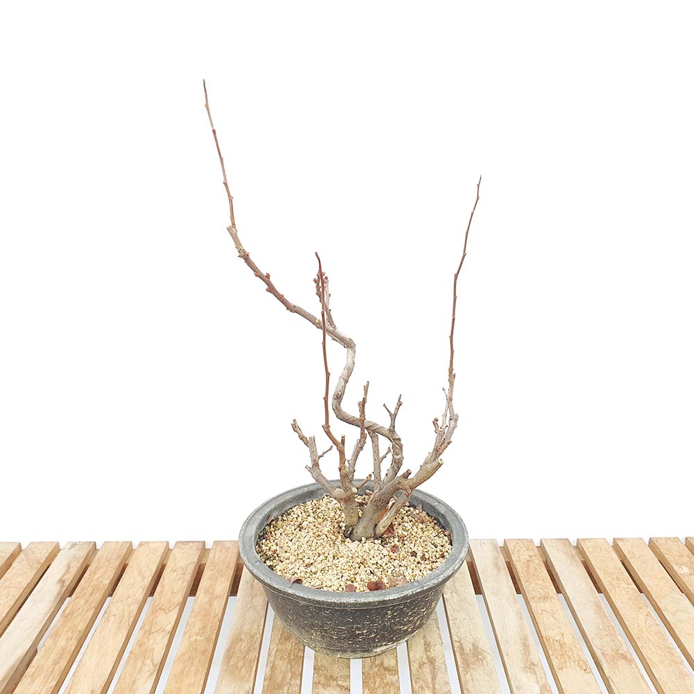 겹꽃 세계일 명자 나무 분재 묘목 화분 키우기