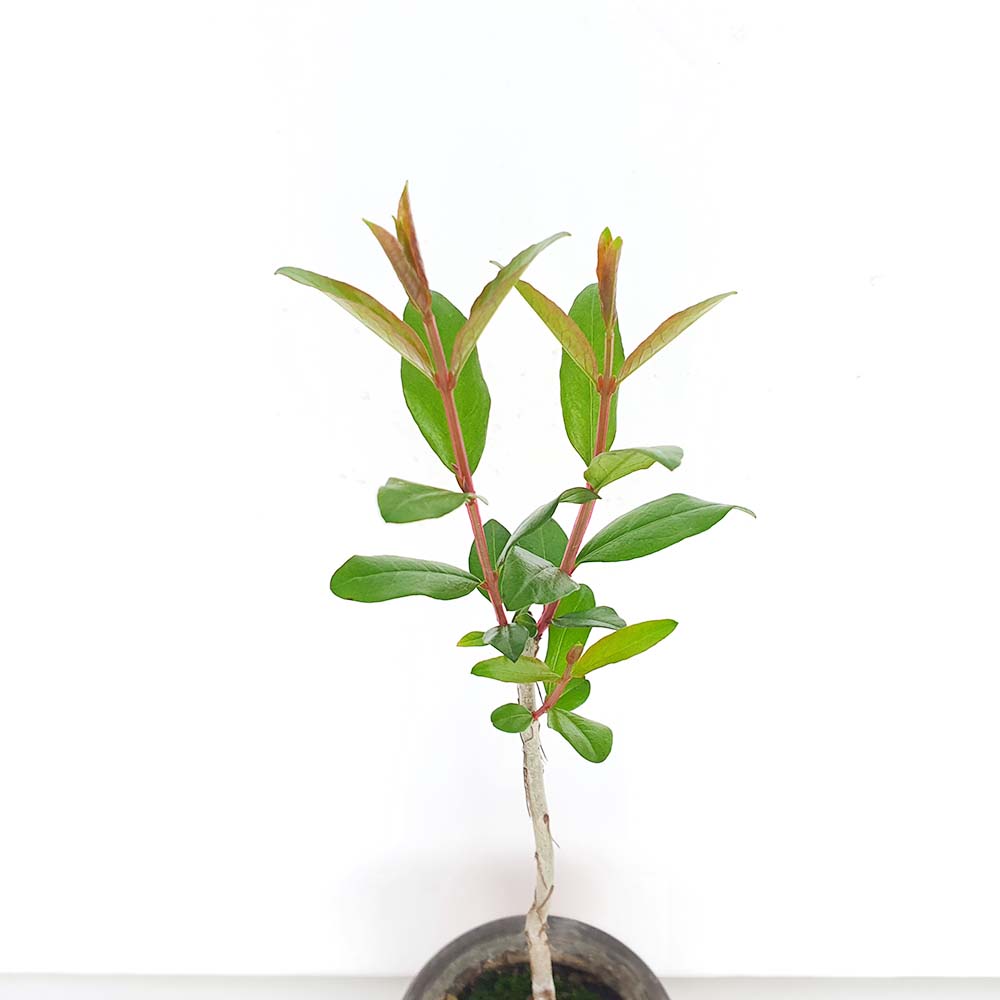 슈퍼 왕 열매 석류 나무 미니 묘목 식물 책상 인테리어 화분 꽃 키우기