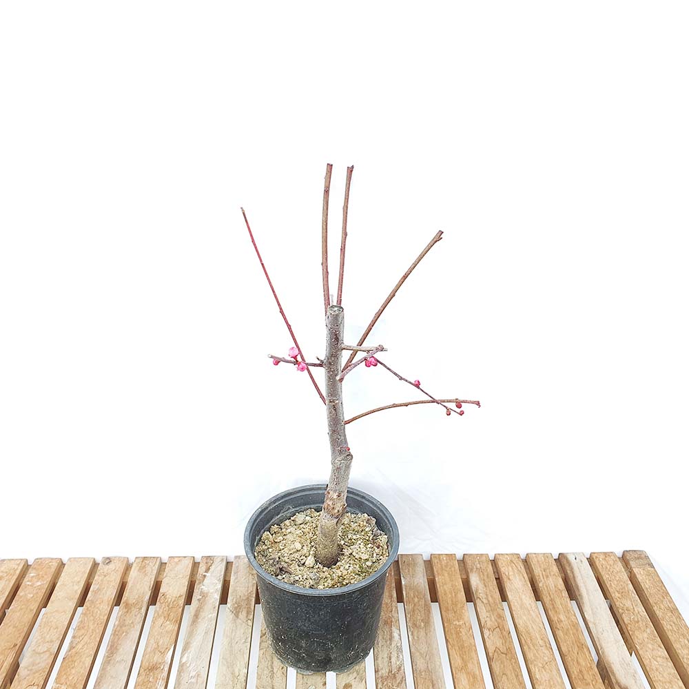 자엽 홍 매화 중형 향기 좋은 나무 묘목 분재 카페 베란다 화분 키우기