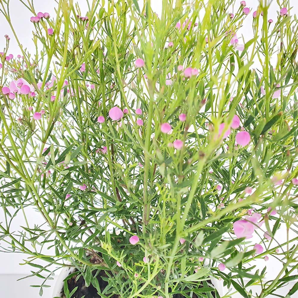 보르니아 피나타 나무 분홍 핑크 유나 꽃 실내 인테리어 식물 화분 키우기