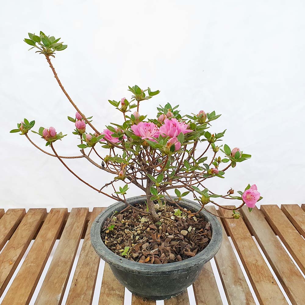 중형 학옹 철쭉 나무 묘목 핑크 분홍 색 겹 꽃 분재 화분 키우기