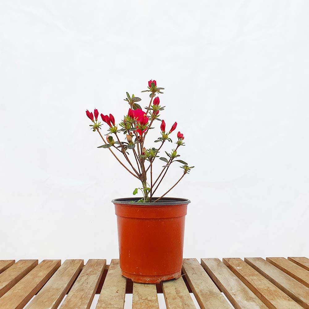 쓰쓰지 빨간 철쭉 사스끼 나무 묘목 붉은 꽃 분재 화분 키우기