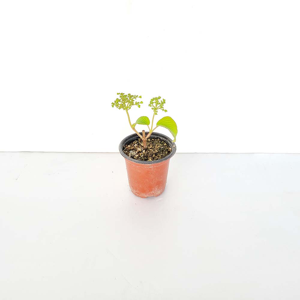 미니 덜꿩 나무 묘목 분재 귀여운 책상 화분 반려 식물 키우기