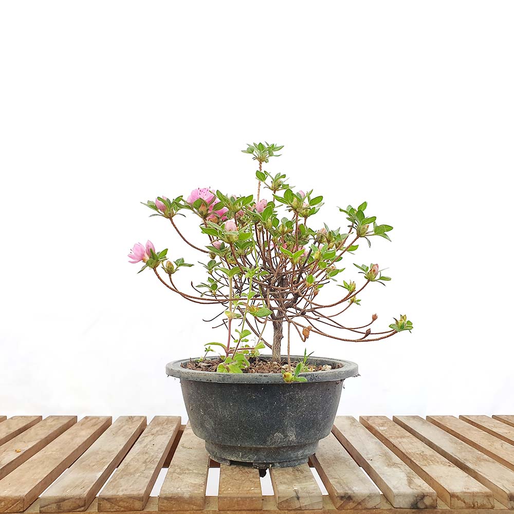중형 학옹 철쭉 나무 묘목 핑크 분홍 색 겹 꽃 분재 화분 키우기