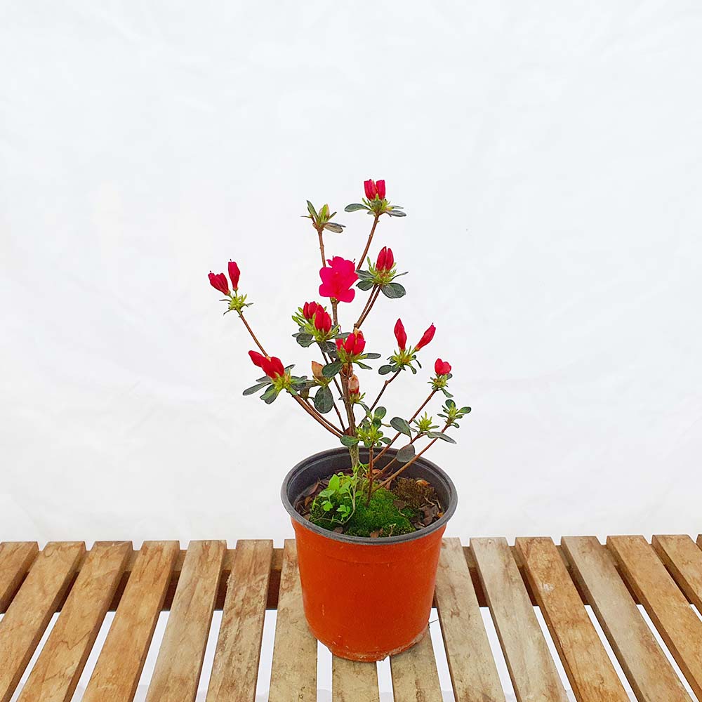 쓰쓰지 빨간 철쭉 사스끼 나무 묘목 붉은 꽃 분재 화분 키우기