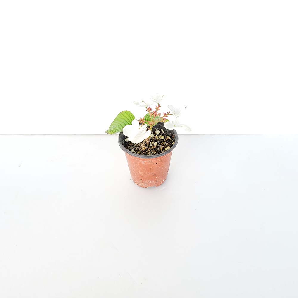 미니 덜꿩 나무 묘목 분재 귀여운 책상 화분 반려 식물 키우기