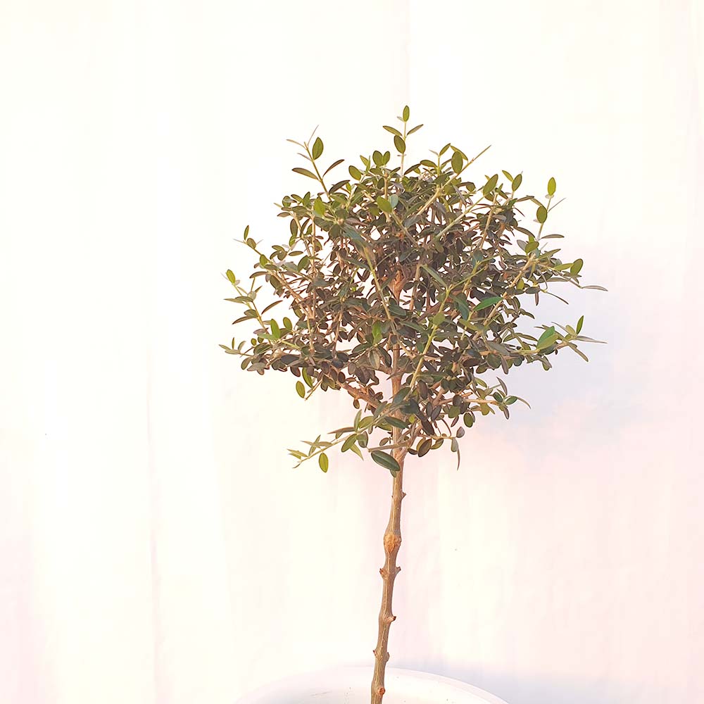 특품 외목대 올리브 나무 토피어리 묘목 열매 꽃 식용 식물 화분 키우기