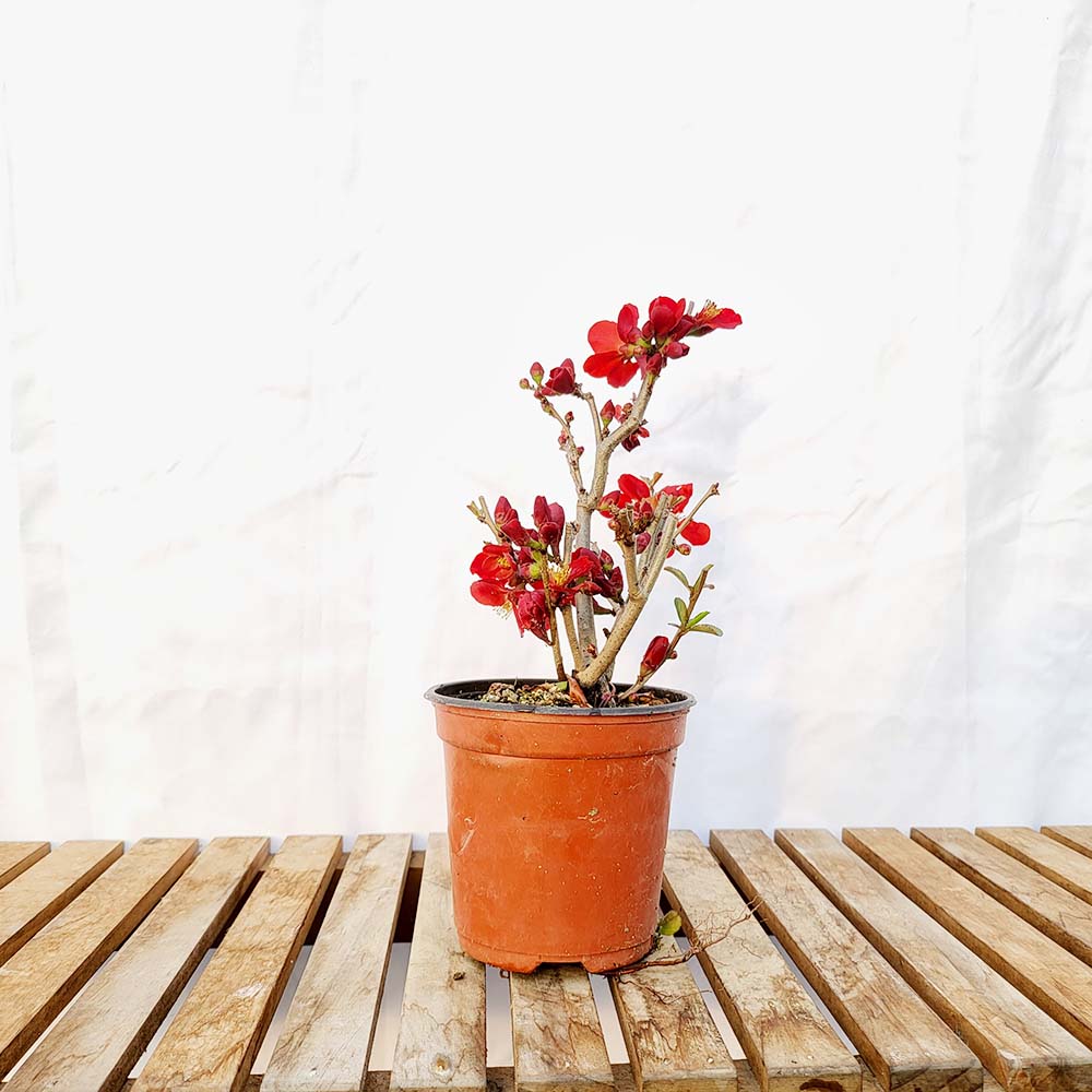 흑광 홍 명자 나무 붉은 빨강 꽃 산당화 홍매 분재 화분 키우기
