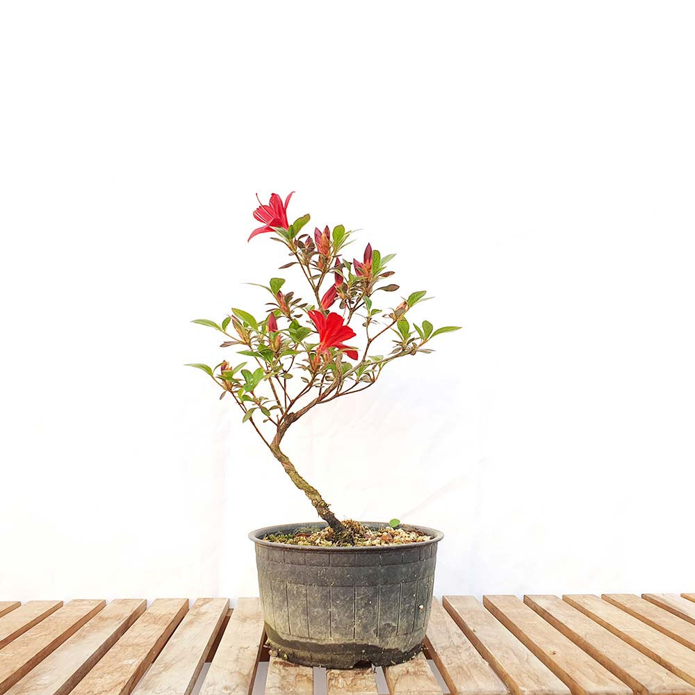 붉은 빨간 꽃 흑홍의월 사스끼 왜 철쭉 분재 나무 반려 식물 인테리어 화분 키우기