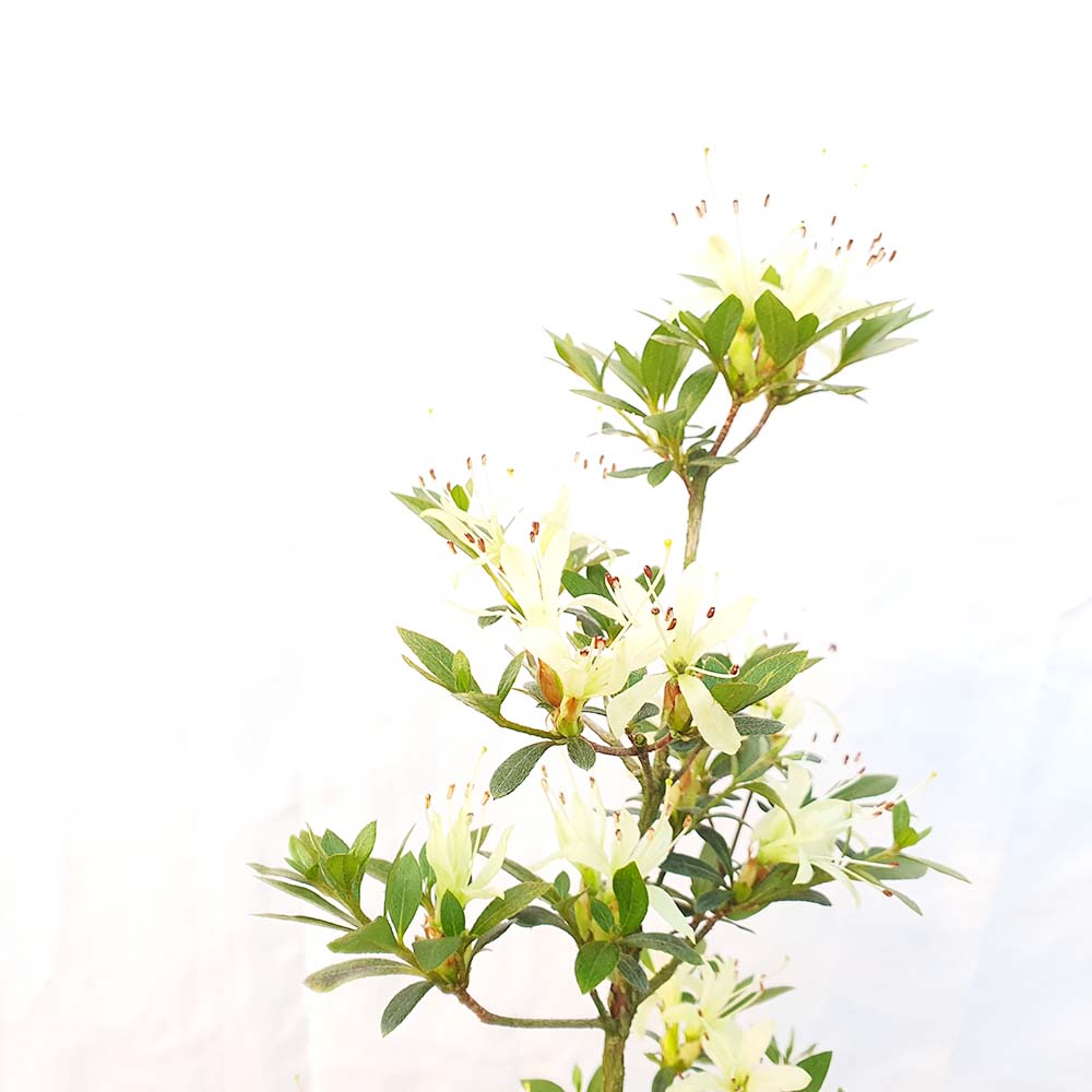 흰 하얀 꽃 천우학 사스끼 왜 철쭉 분재
