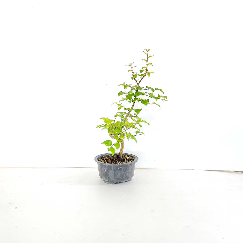 소사 나무 소형 분재 카페 식물 인테리어 책상 화분 키우기