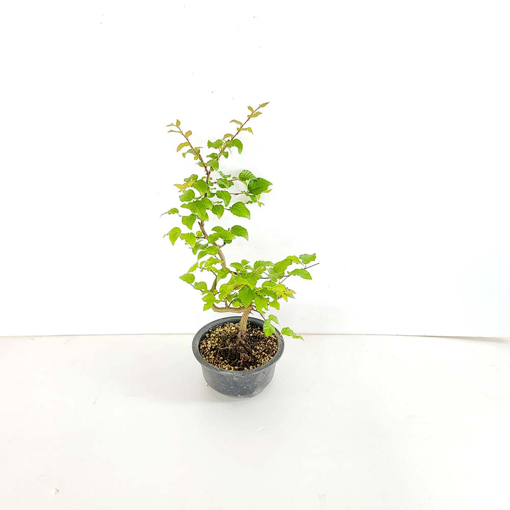 소사 나무 소형 분재 카페 식물 인테리어 책상 화분 키우기