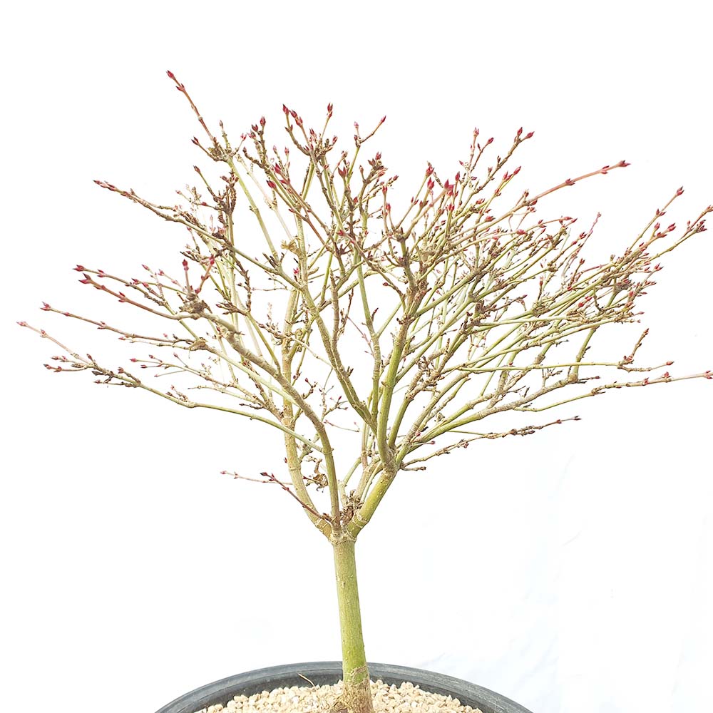 대형 청희 단풍 나무 분재 묘목 식물 인테리어 화분 키우기