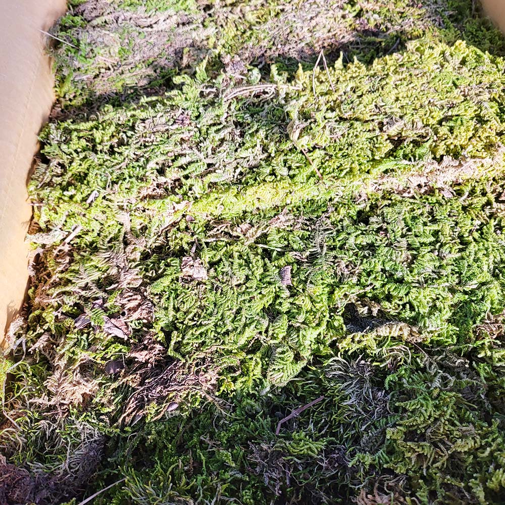 청 초록 생 재배 이끼 분재 석부작 테라리움 재료 수태 인삼 이끼 키우기