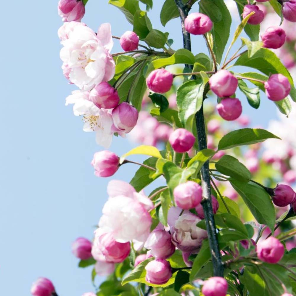 로즈벨 미니 꽃 사과 나무 분재 묘목 꽃 열매 화분 과실수 키우기