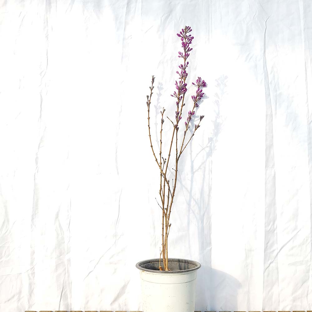 보라 팥꽃 나무 노지월동 묘목 야외식물 테라스 베란다 화분 키우기