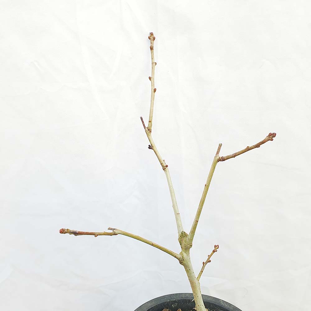 소형 루비 산사나무 묘목 꽃 열매 분재 화분 인테리어 반려 식물 키우기