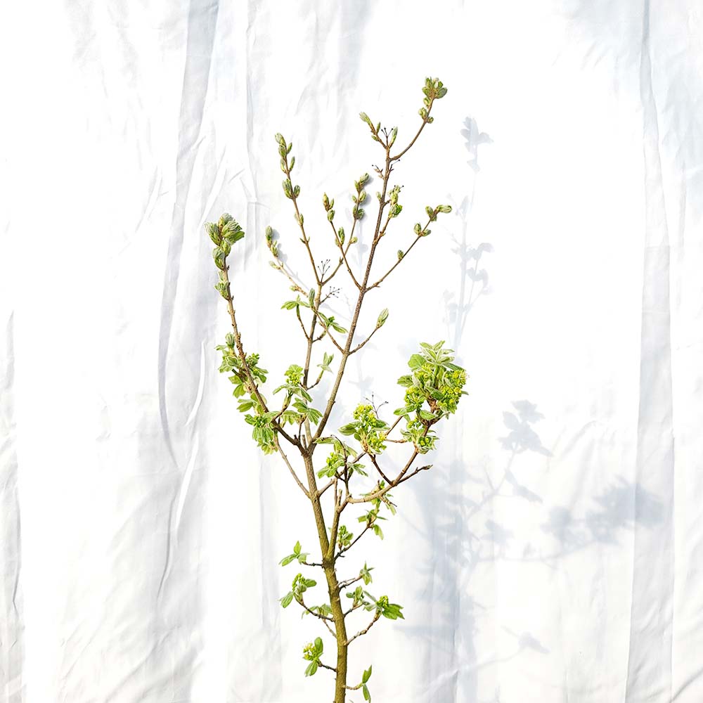 중형 궁양 단풍 나무 묘목 미야사마 대만 꽃 단풍 분재 화분 키우기