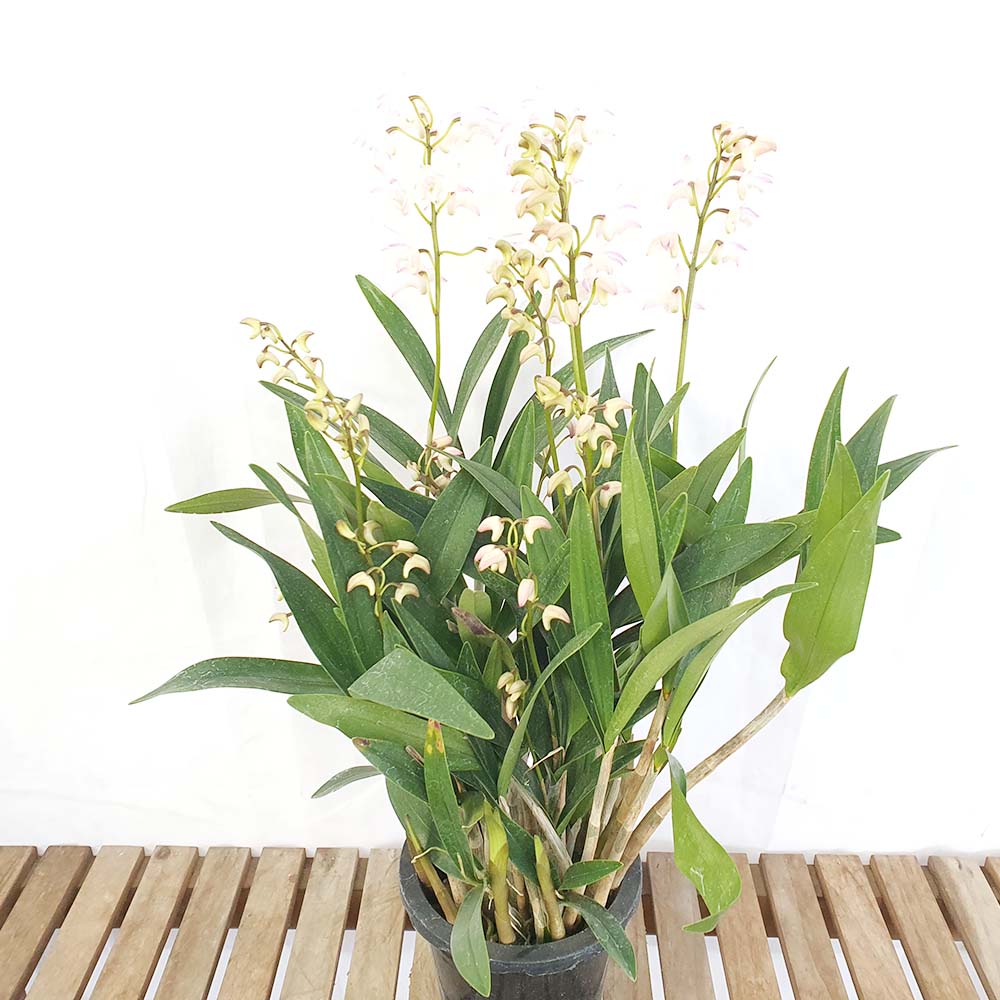 중형 봄 꽃 긴기아난 깅기아난 김기아나 김기아난 화분 향기 식물 키우기