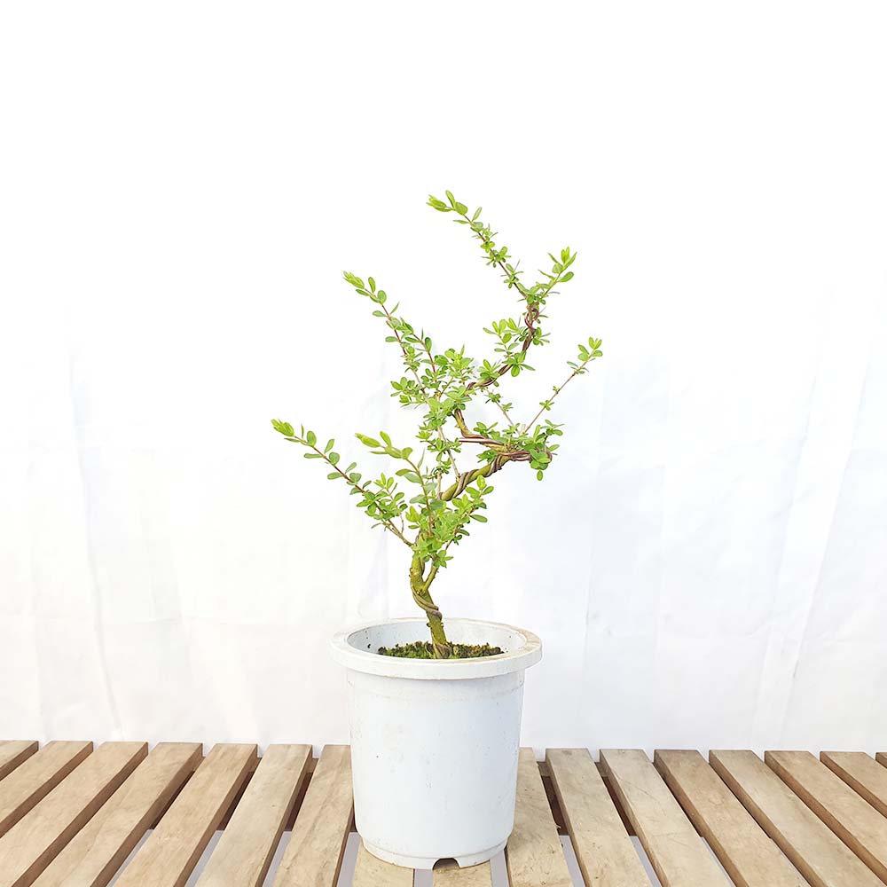 소형 쥐똥 나무 분재 향기 열매 꽃 묘목 반려 식물 인테리어 화분