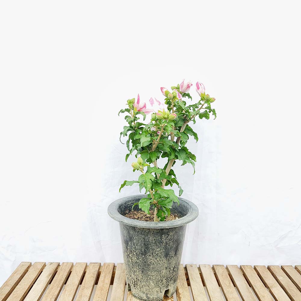 중형 무궁화 홑 꽃 나무 히비스커스 묘목 분재 화분 