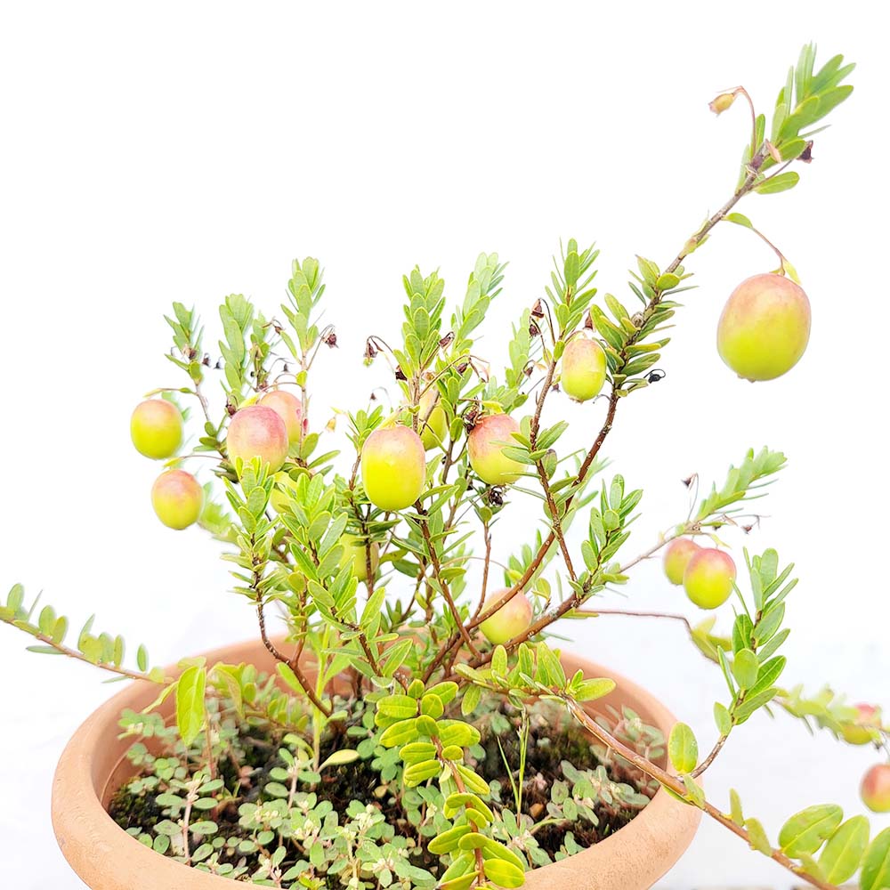 크랜베리 월귤 나무 묘목 열매 과일 화분