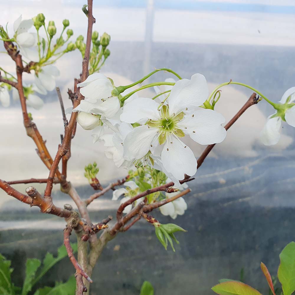화변리 서양 배나무 꽃 열매 분재 특용 과수 묘목 화분 키우기