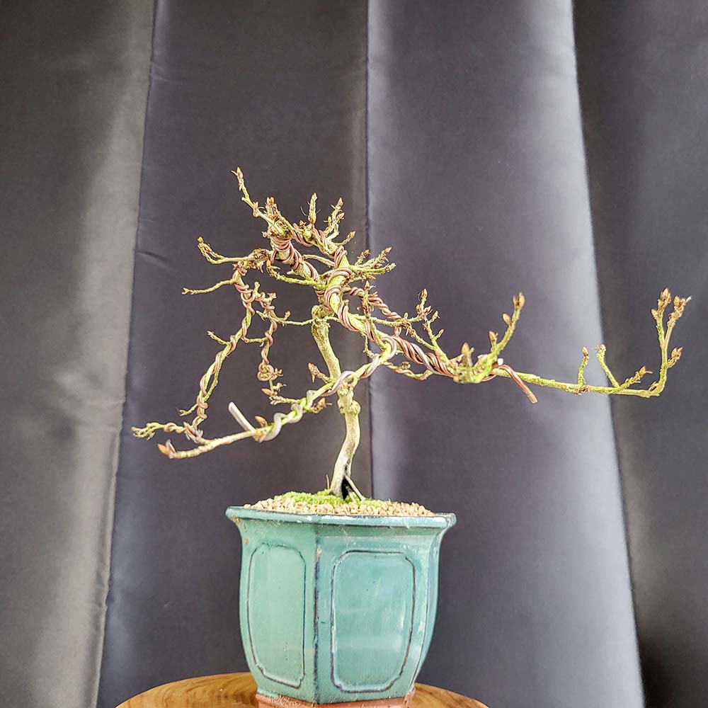 희귀 식물 황금 소사나무 현애 도자기 분재 화분