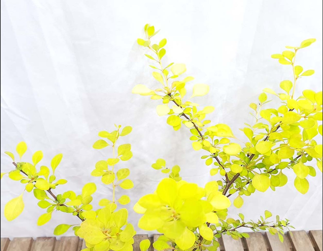 황금 매자 나무 미니 단풍 나무 묘목 꽃 열매 분재 화분 조경수 정원수