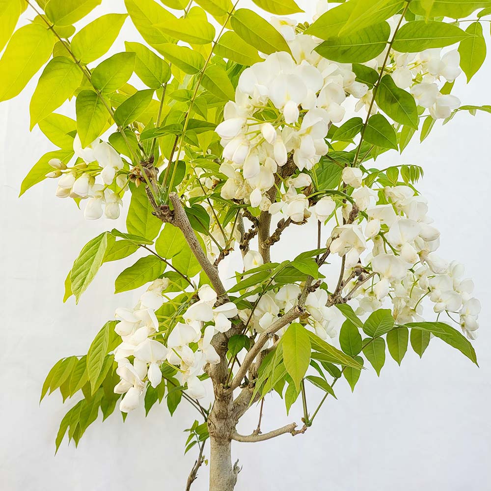백등 고목 등나무 꽃 묘목 분재 베란다 테라스 조경 정원 나무 화분 키우기