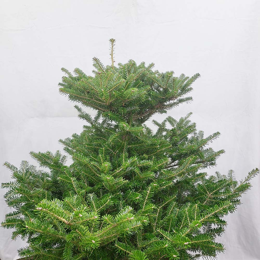 대형 구상나무 묘목 크리스마스 트리 정원 월동 나무 화분