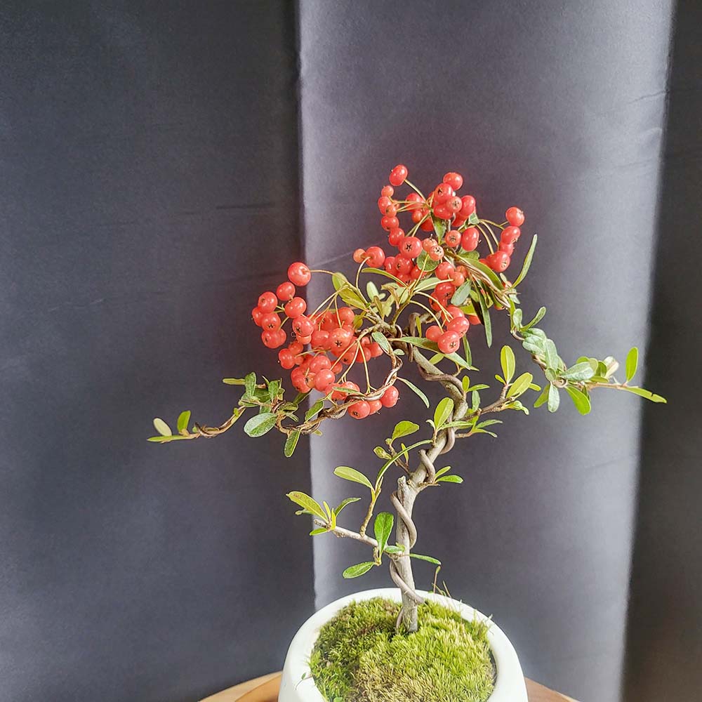 소형 피라칸타 빨간 열매 피라칸사스 도자기 분재 생신 생일 축하 선물 화분