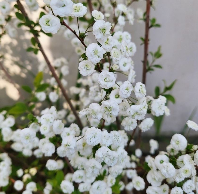 중형 장미 조팝 나무 묘목 하얀 흰 꽃 정원 조경 인테리어 마당 화분 키우기