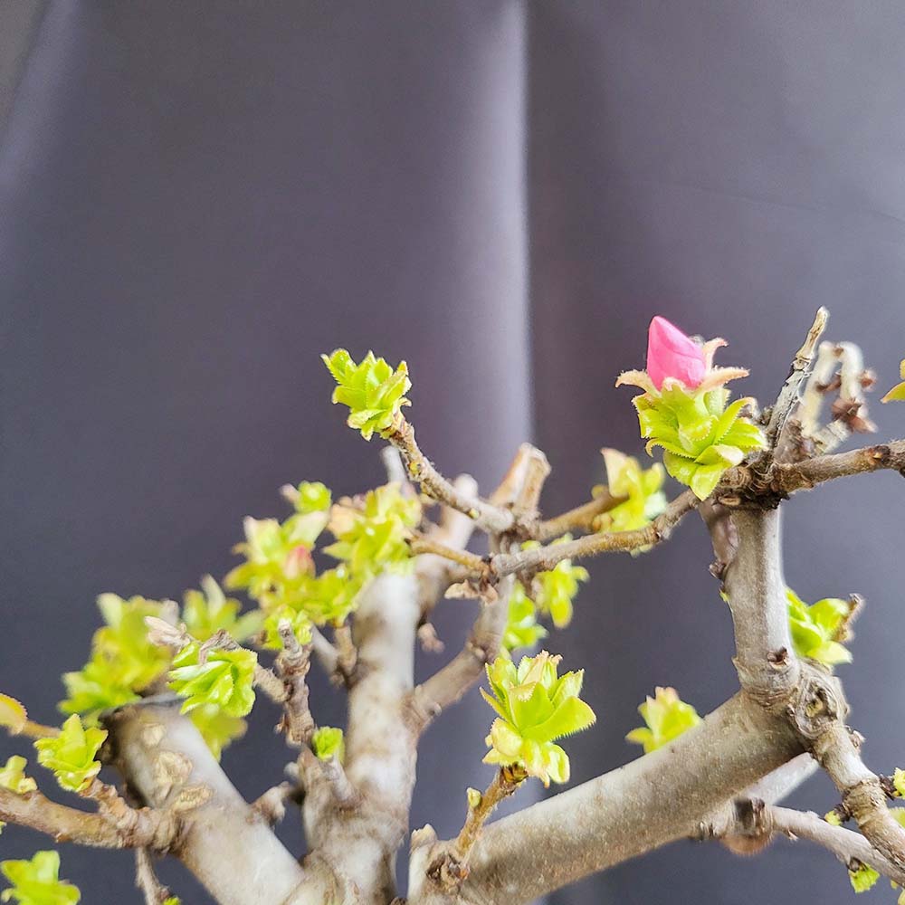 모과 나무 근상 분재 분홍 꽃 열매 묘목 식물 식집사 화분