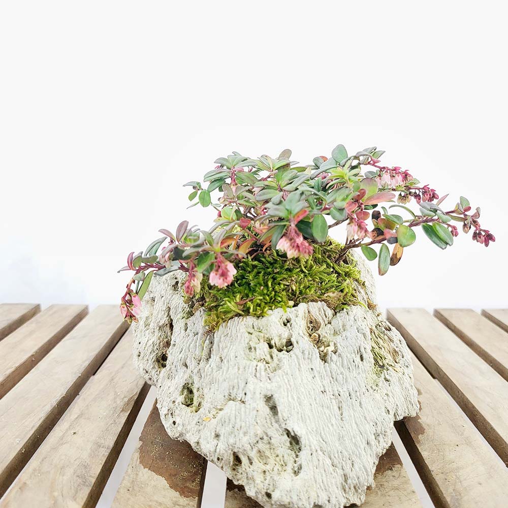 백두산 월귤 나무 석부작 묘목 꽃 열매 개업 집들이 축하 선물 화분