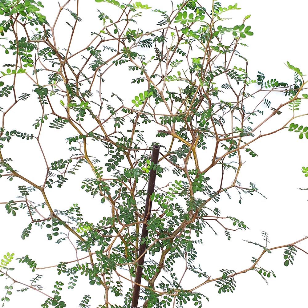 마오리 소포라 중형 나무 키우기 거실 베란다 화분 인테리어 식물