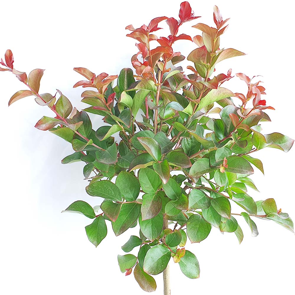다이너마이트 배롱나무 붉은 꽃 목백일홍 묘목 화분 조경수 정원수