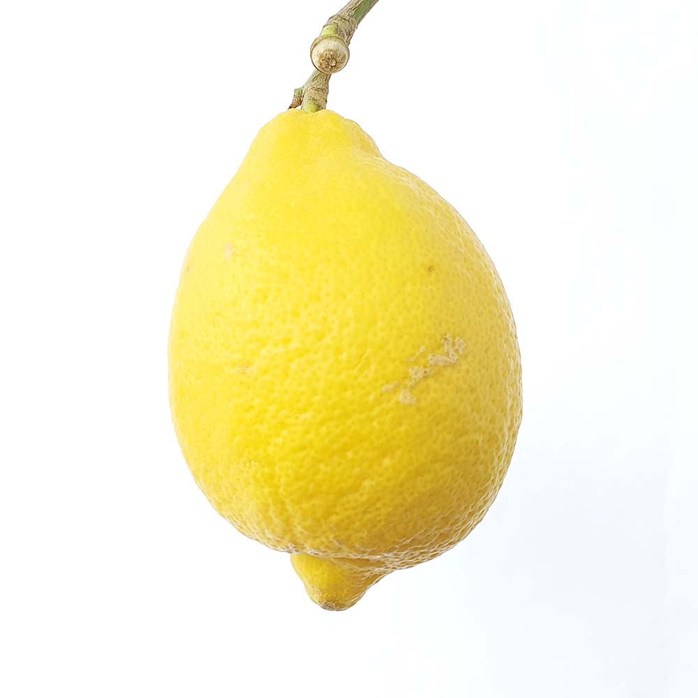 레몬나무 중형