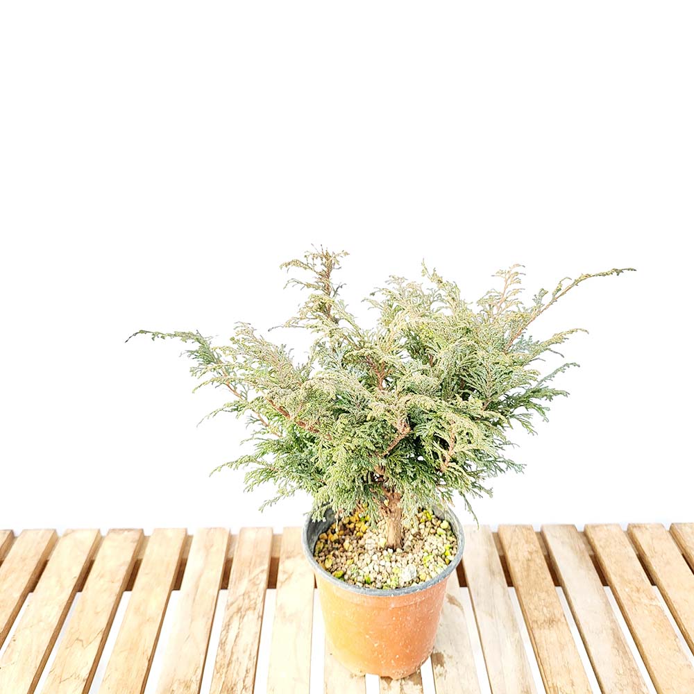 화백 소형 향나무 미니 편백 피톤치드 나무 분재 묘목 화분 키우기