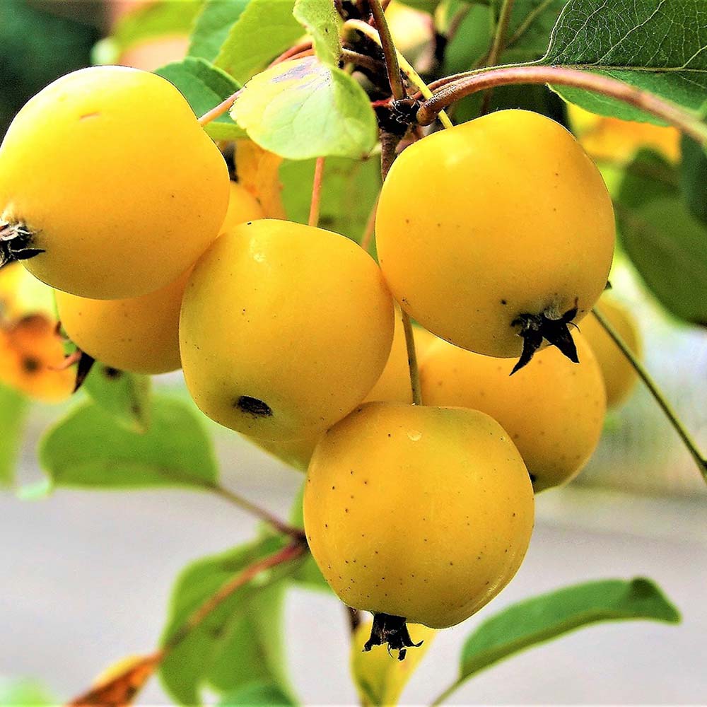골든벨 애기 미니 아기 꽃 노란 노랑 작은 열매 사과 나무 분재 묘목 화분