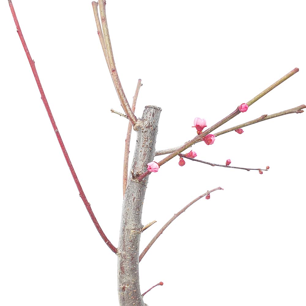 자엽 홍 매화 중형 향기 좋은 나무 묘목 분재 카페 베란다 화분 키우기